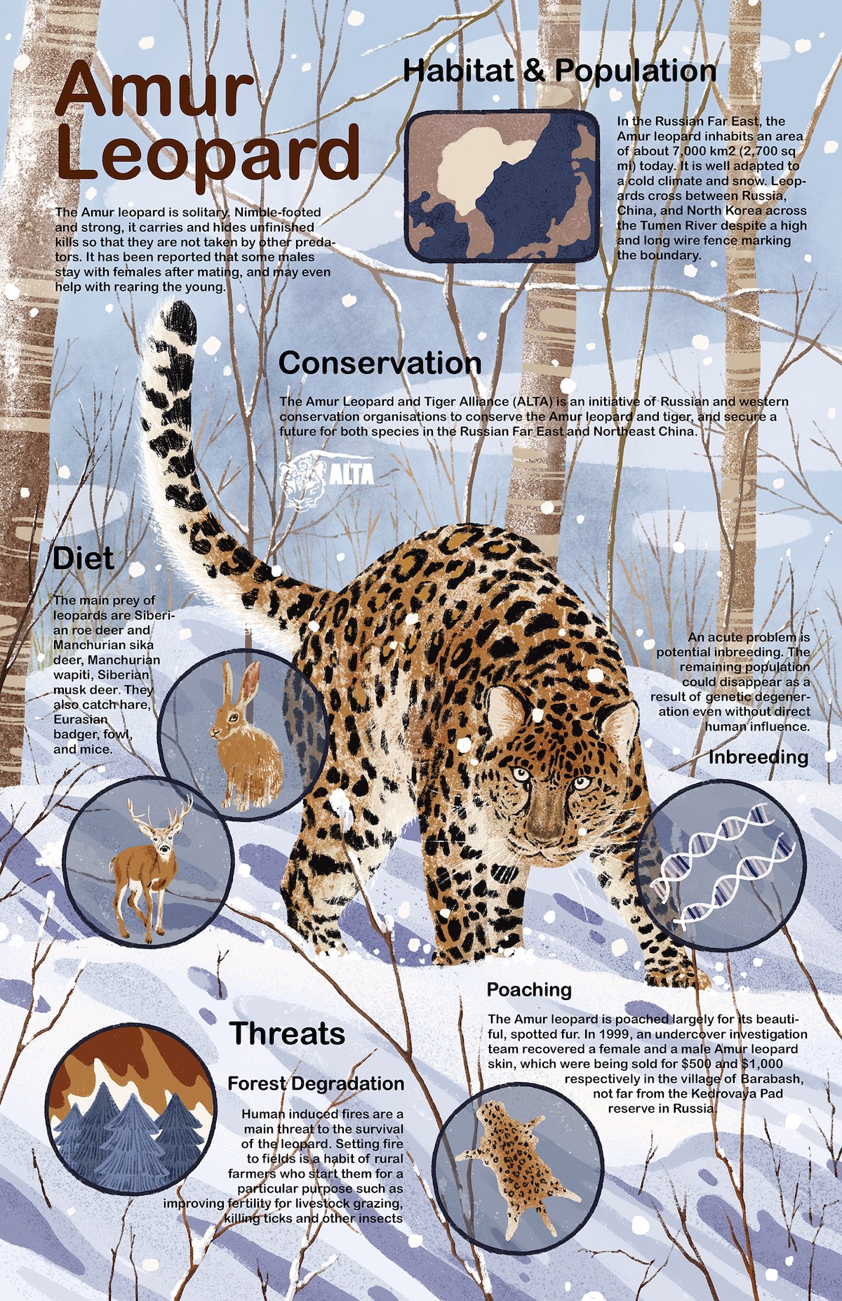 Endangered Animals-Amur Leopard - Rapp|Art